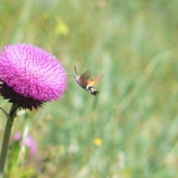Beautiful flower and bee bird